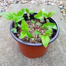 Apple Seedlings
