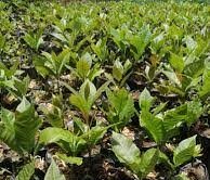 Cashew Seedlings