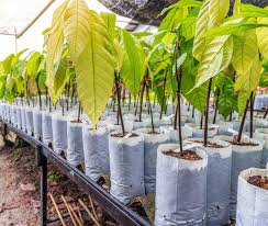 Cocoa Seedlings