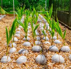 Coconut Seedlings
