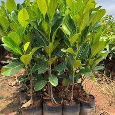 Jackfruit Seedlings
