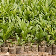 Palm Oil Seedlings