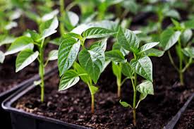 Pepper Seedlings
