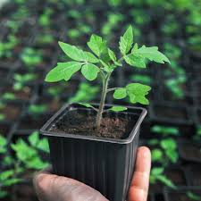 Tomatoes Seedlings